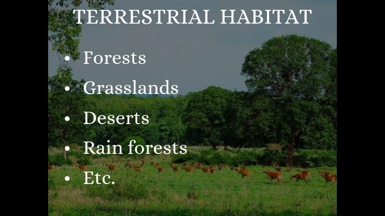 terrestrial habitat